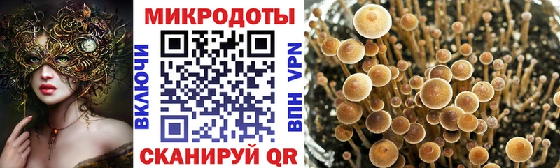 Галлюциногенные грибы Psilocybe  Северобайкальск 